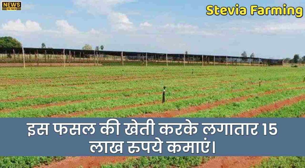 Stevia Farming