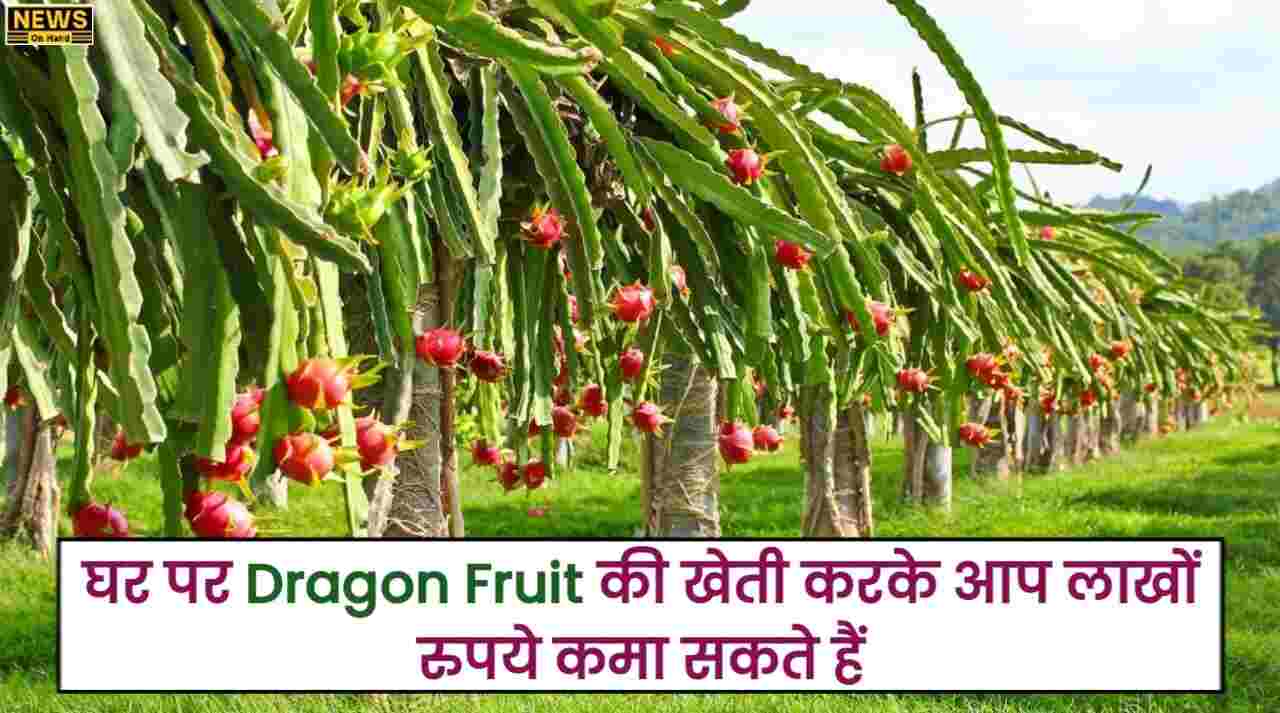 Dragon Fruit